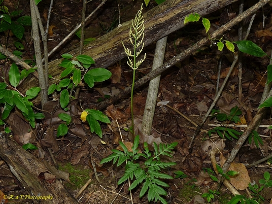 {Sceptridium biternatum}